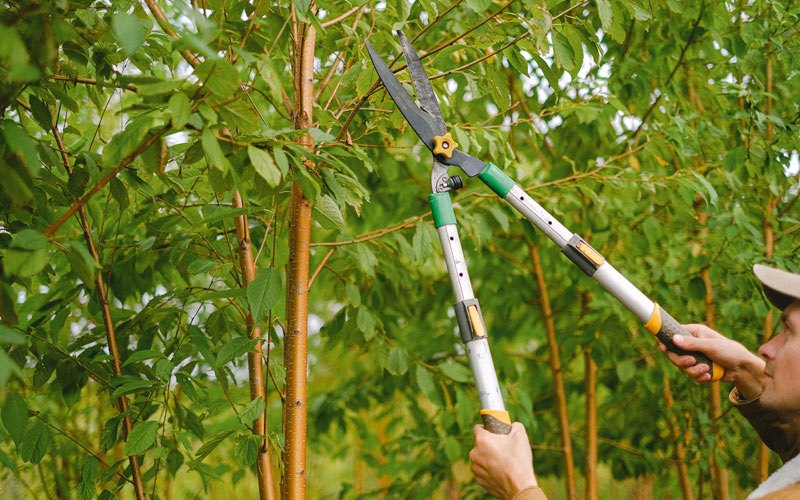 Tree trimming in Cerro Gordo, IL
